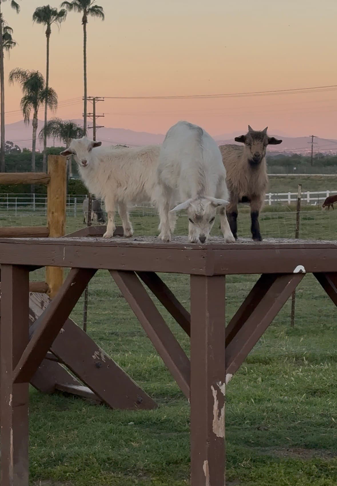 Guests with the herd at Hawk Ranch