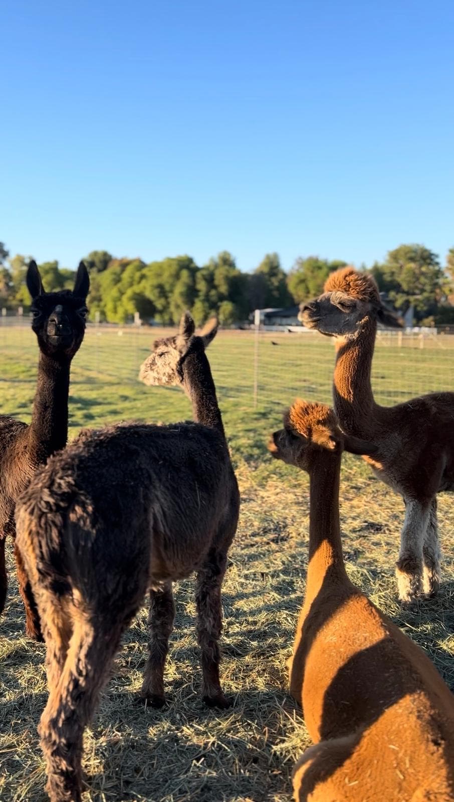 The alpaca herd at golden hour at Hawk Ranch