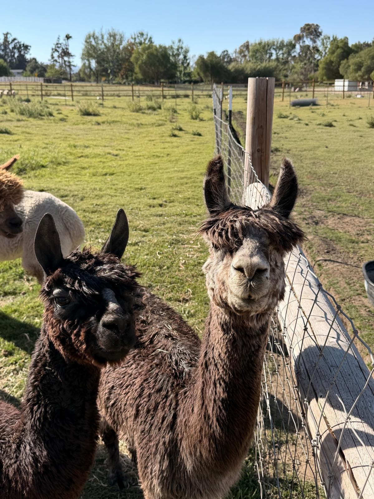 Two of the Hawk Ranch alpacas at the pasture fence